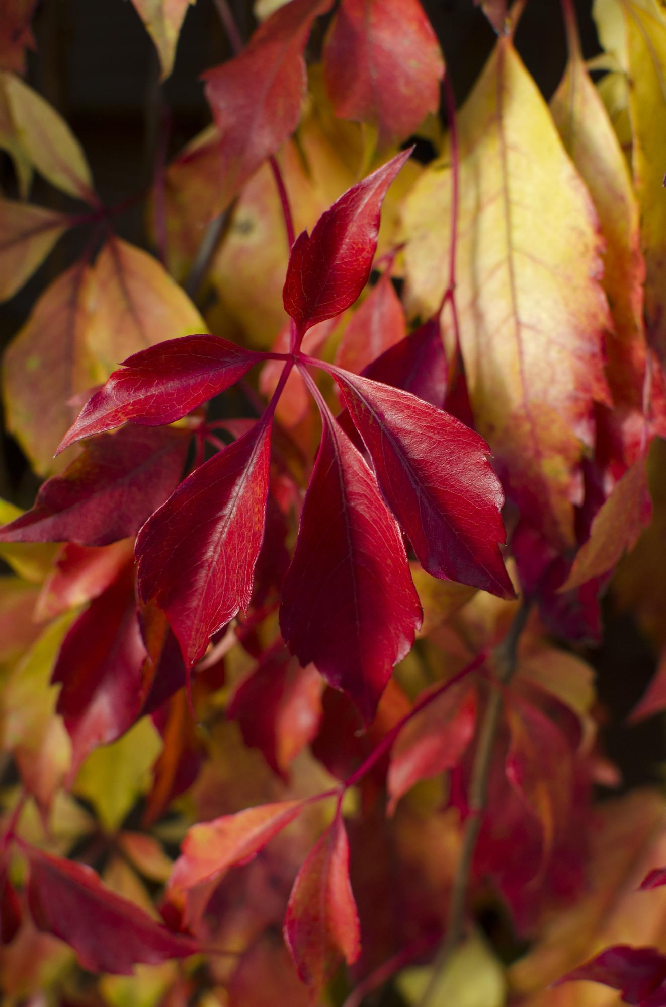 Parthenocissus henryana – Farbfrohe Kletterpflanze Ø15cm