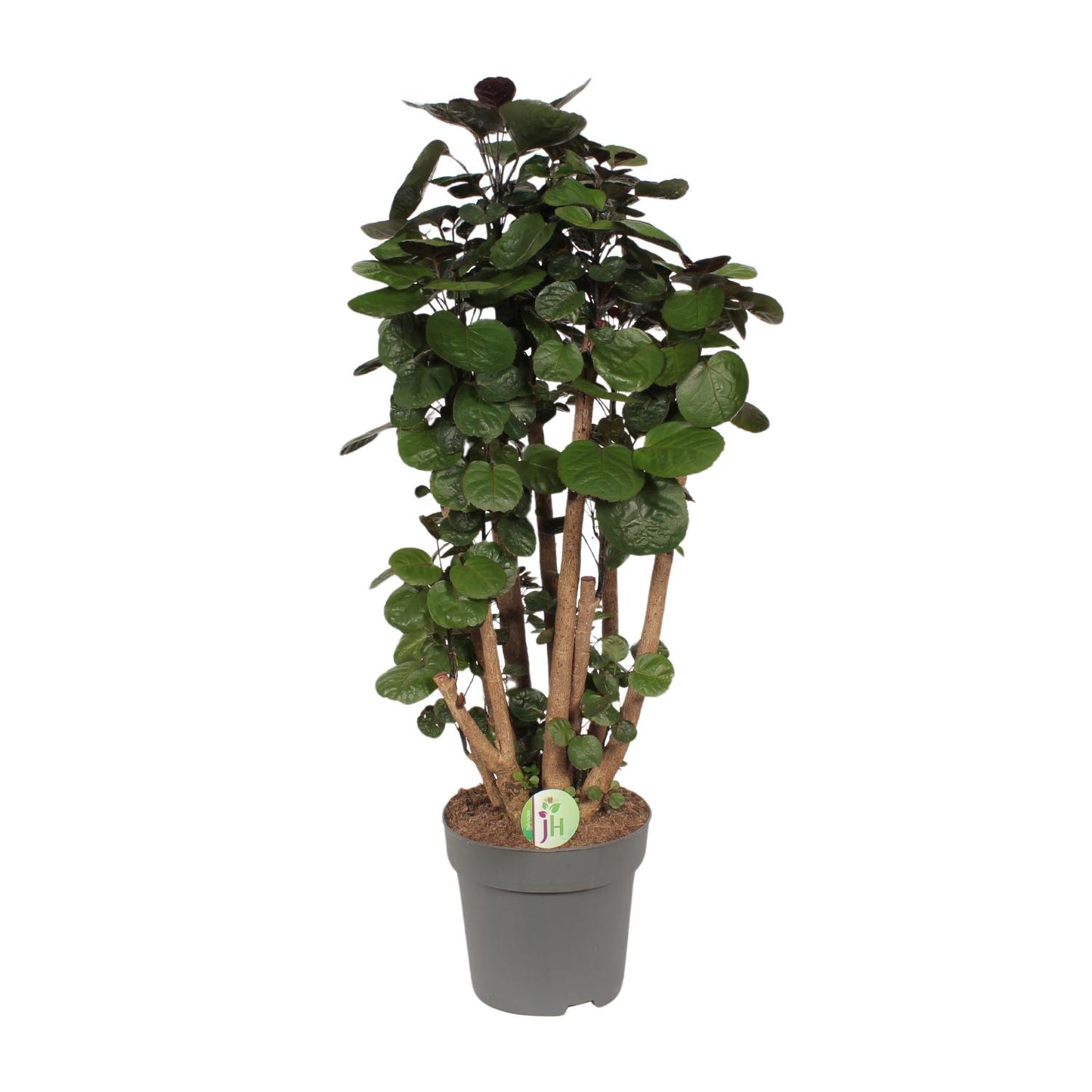 Polyscias Fabian - pflegeleichte XXL Zimmerpflanze Ø24cm