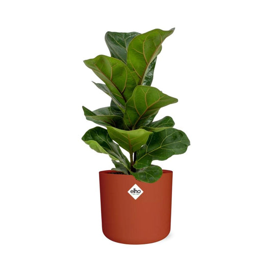Ficus Lyrata ‘Bambino’ – Pflegeleichter Zimmerbaum im ELHO Topf