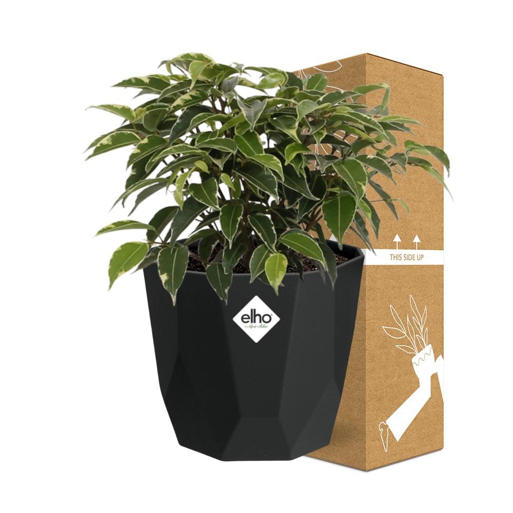 Ficus Benjamina Kinky – Stilvolle & Pflegeleichte Zimmerpflanze 14cm