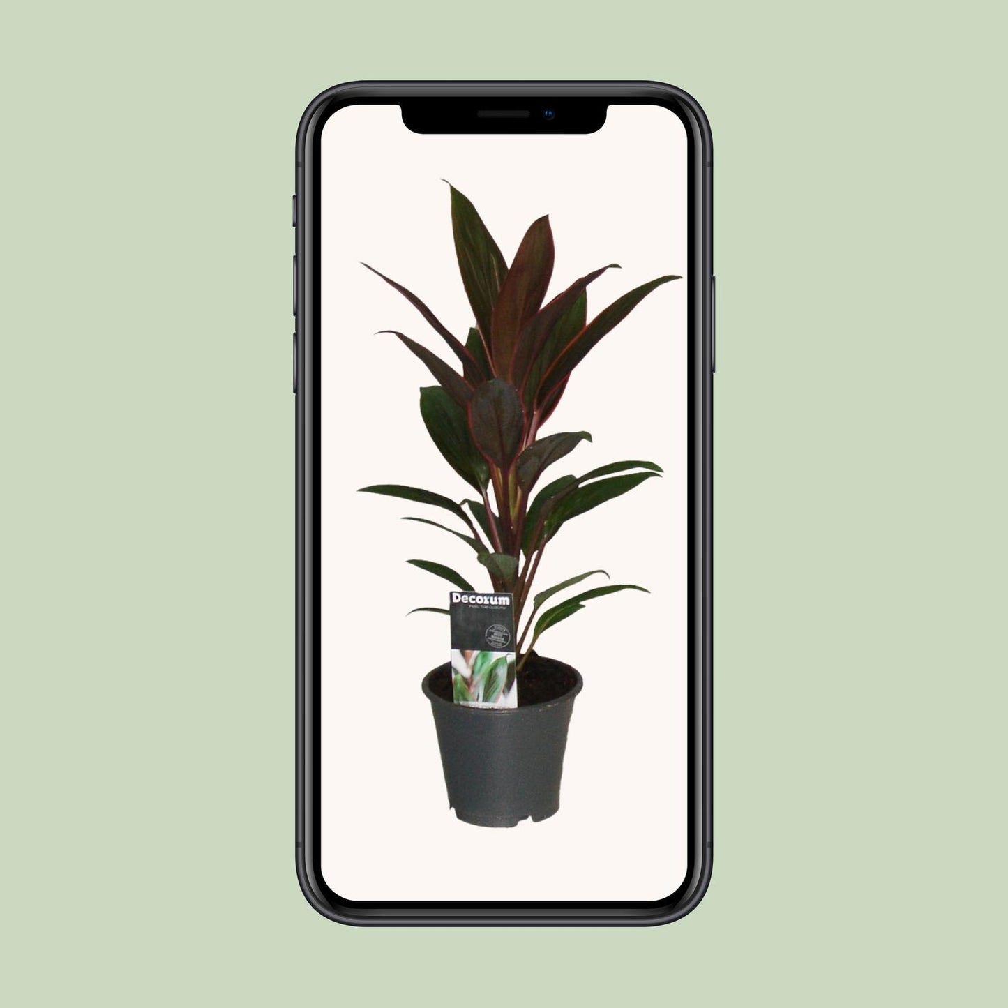 Cordyline Rumba – Tropische, pflegeleichte Zimmerpflanze Ø12cm