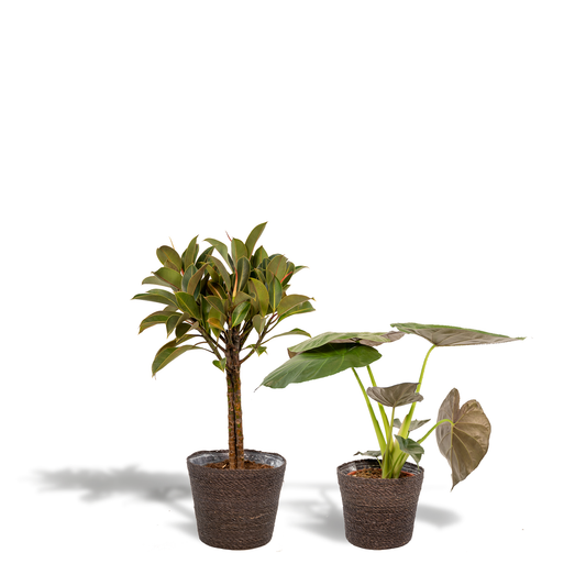 Ficus Elastica Melany & Alocasia Wentii im Korb Ø21cm/Ø19cm
