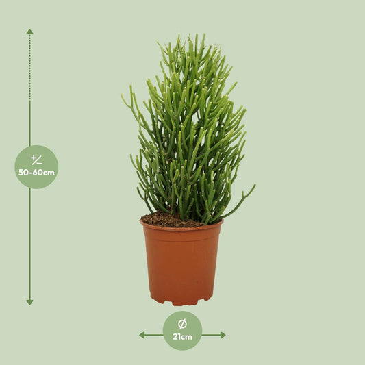Euphorbia Tirucalli – Pflegeleichte, stilvolle Zimmerpflanze Ø21cm