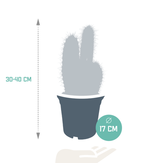 Pilosocereus azureus – Stilvoller Säulenkaktus 17 cm
