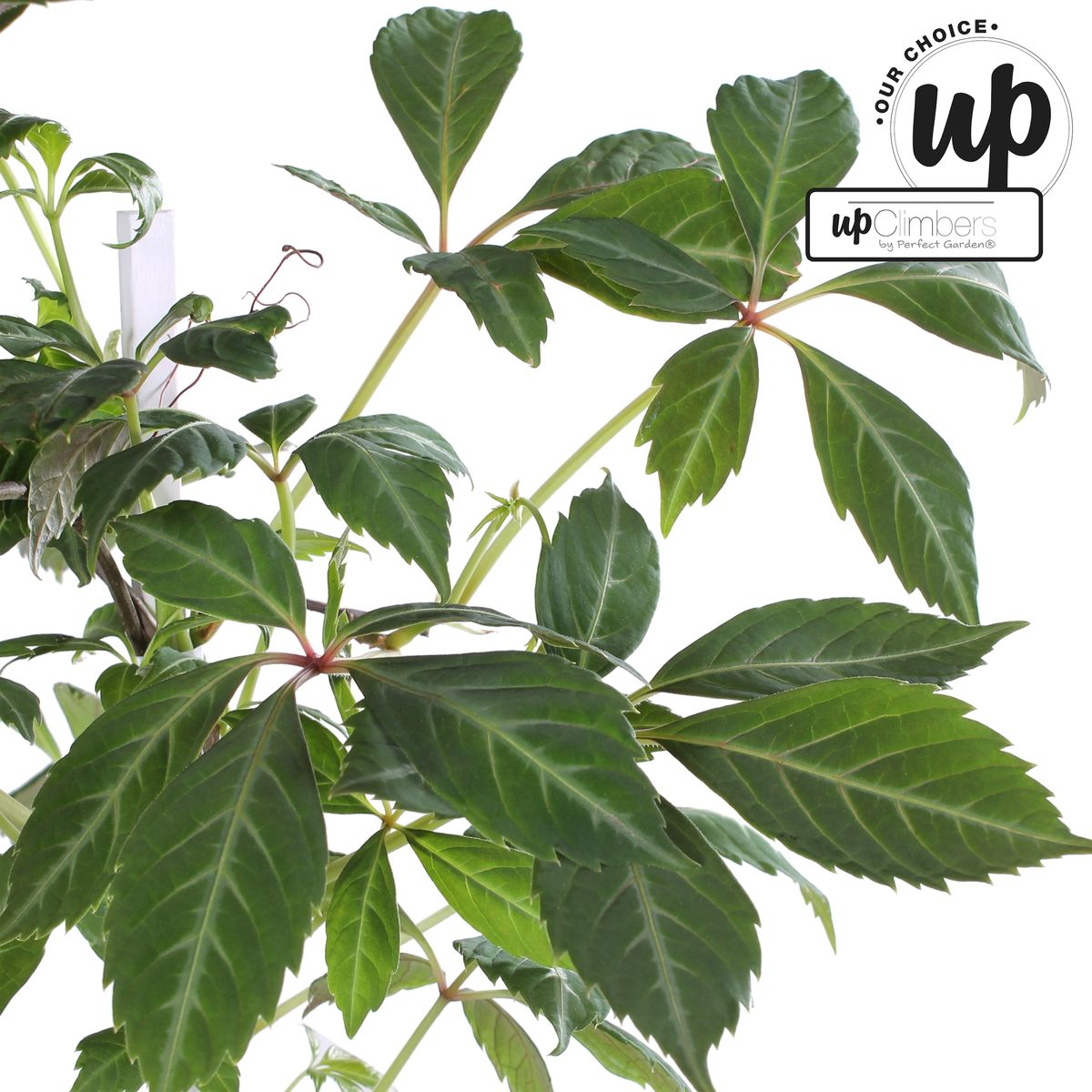 Parthenocissus henryana – Farbfrohe Kletterpflanze Ø15cm