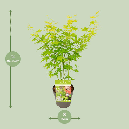 Acer palmatum Going Green – Eleganter Zimmerahorn Ø15cm