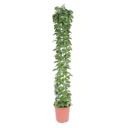 Cissus rotundifolia Gaasrek – Kletterpflanze 160 cm