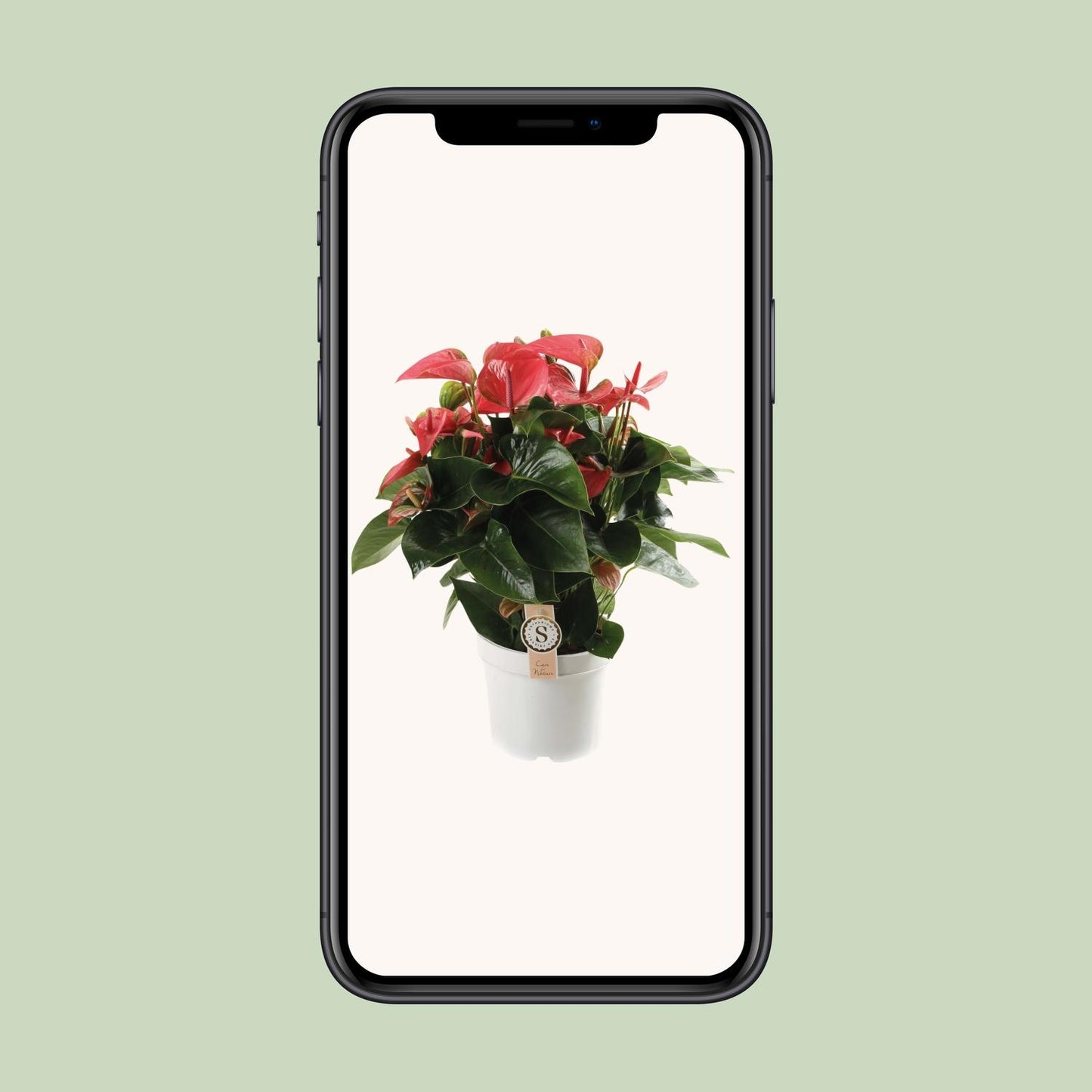 Anthurium Pink Champion – Tropische Eleganz Ø21cm, 65cm hoch