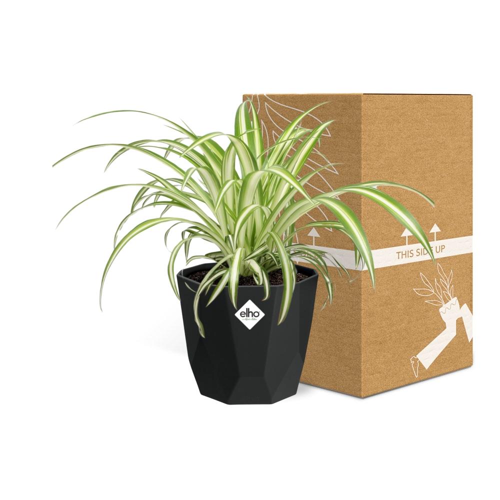 Chlorophytum Comosum Variegatum – Pflegeleichte Grünlilie im 14cm Topf