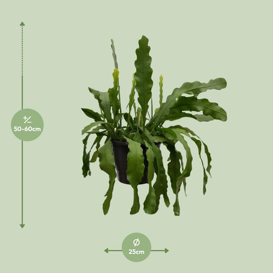 Epiphyllum Beavertale – Fischgräten-Kaktus Ø25cm, 60cm hoch