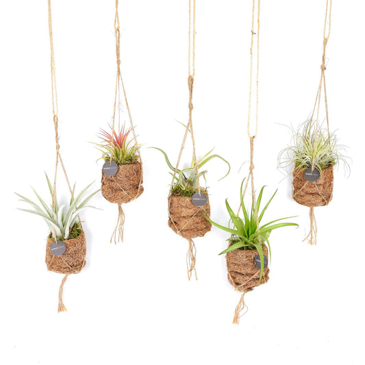 Kokodama Birdnest Tillandsia Mix – 8er Set Ø7cm