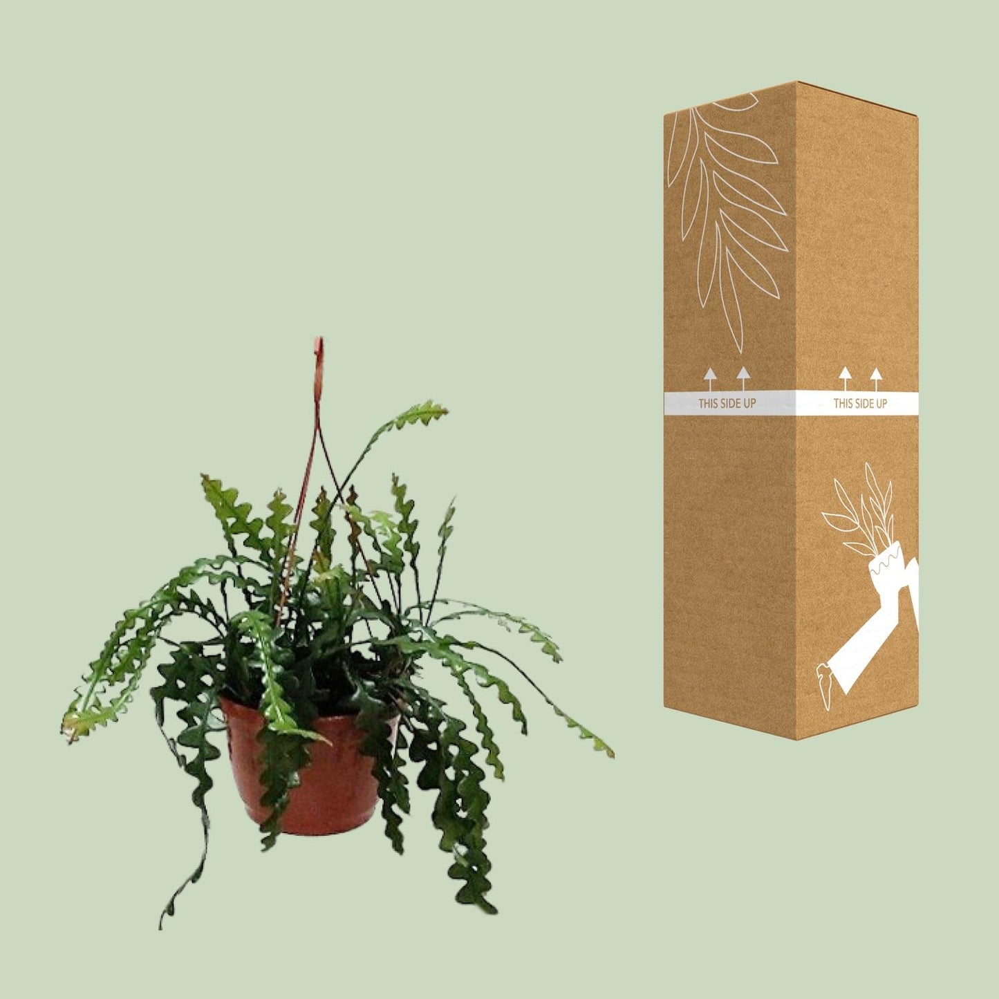 Epiphyllum anguliger – Fischgrätenkaktus Ø20cm, 60cm hoch