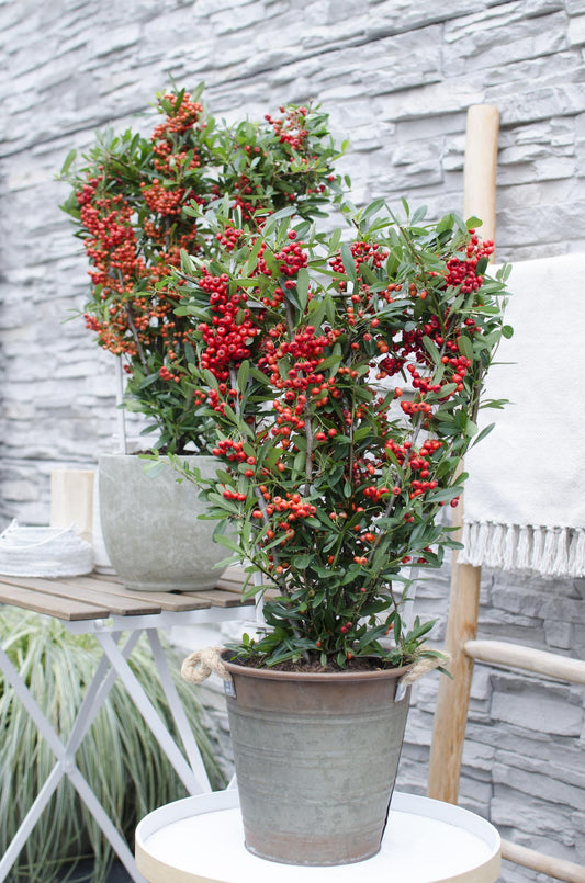 Pyracantha coccinea Red Star - Immergrüner Feuerdorn mit roten Beeren