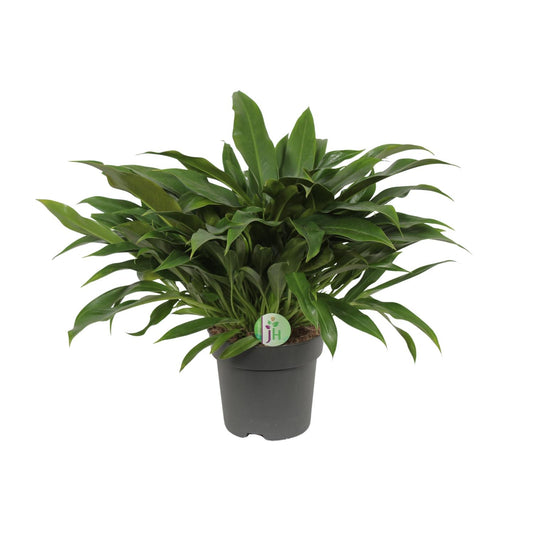 Philodendron Little Phil – pflegeleichte Zimmerpflanze Ø17cm