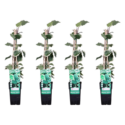 4x Hedera algeriensis 'Gloire de Maren' – Kletterpflanze Ø15cm, 65cm Höhe