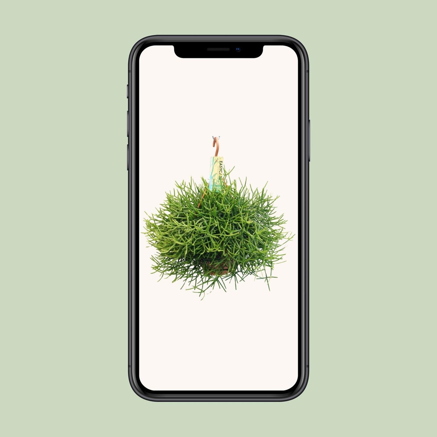 Rhipsalis Heteroclada – pflegeleichte Ampelpflanze Ø21 cm