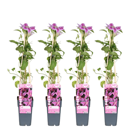 Clematis Tudor – Große, rosa gestreifte Kletterpflanze Ø15cm