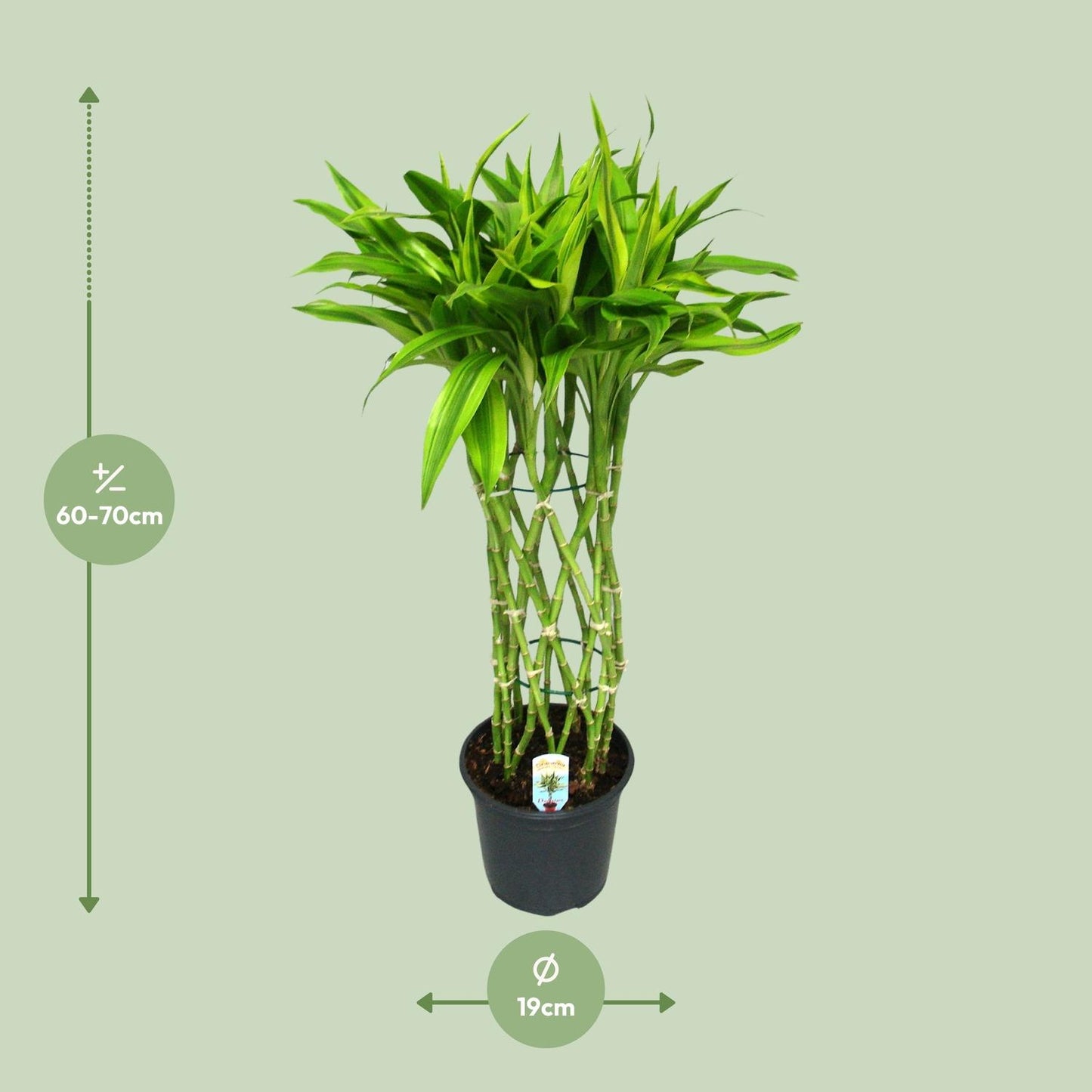 Dracaena Sandriana Gold – Eleganter Drachenbaum Ø19cm, 70cm hoch