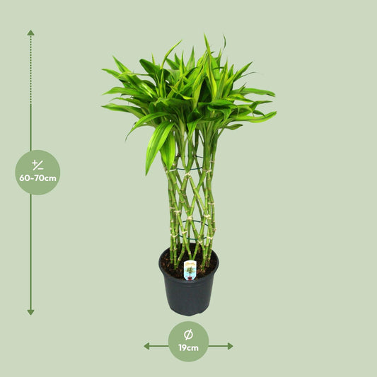 Dracaena Sandriana Gold – Eleganter Drachenbaum Ø19cm, 70cm hoch