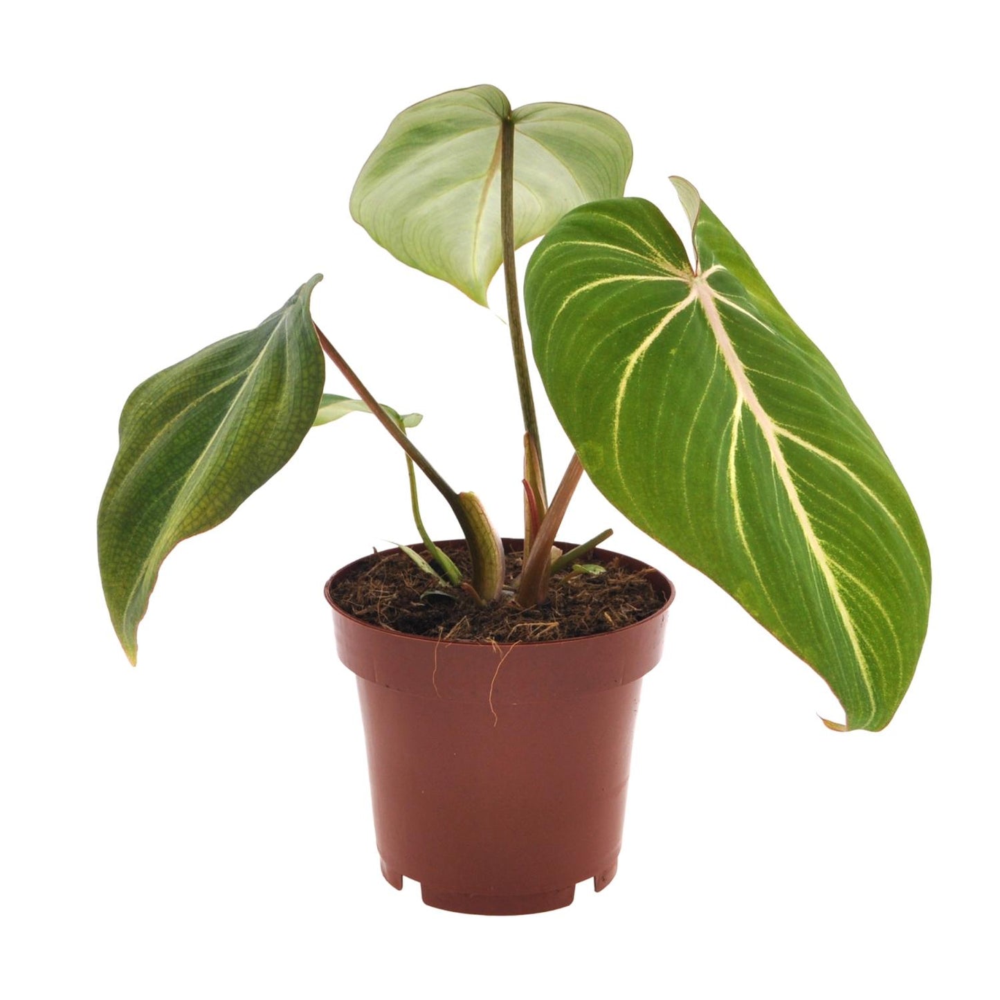 Philodendron Selloum Atom - pflegeleichte Zimmerpflanze Ø12cm