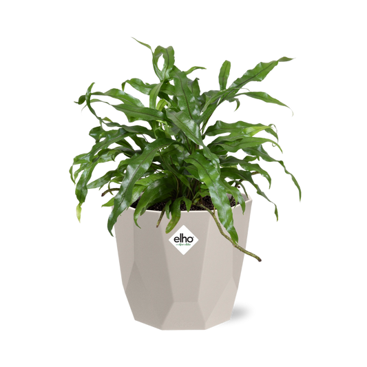 Microsorum Diversifolium – Känguru-Farn in ELHO b.for rock 14 cm warm grey