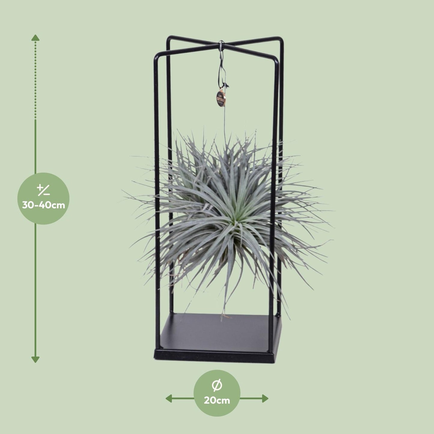 Tillandsia Mix – Pflegeleichte Luftpflanze Ø20 cm
