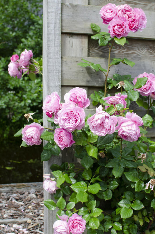 3er-Set Rosa Mix Zimmerpflanzen Ø15cm, ca. 65cm hoch