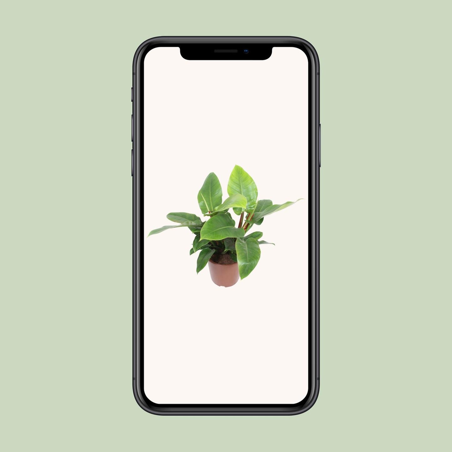 Philodendron Imperial Green – pflegeleichte XXL-Zimmerpflanze Ø27cm