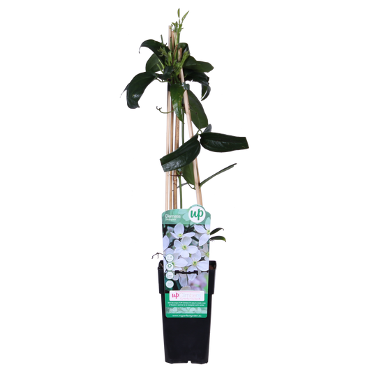 Clematis armandii – Immergrüne Kletterpflanze Weiß Ø15cm