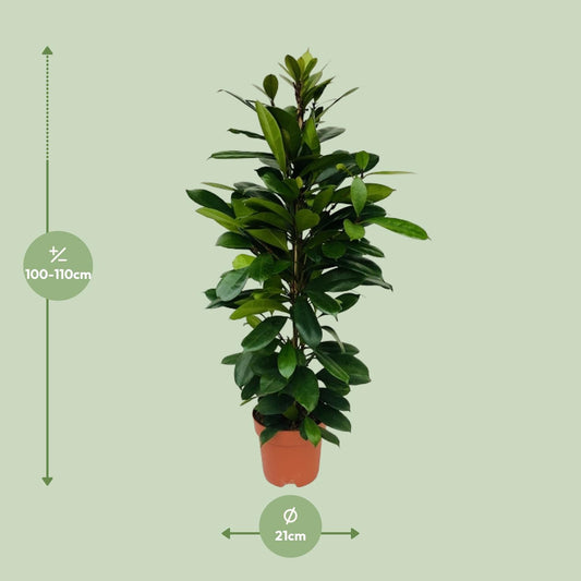 Ficus Cyathistipula – Pflegeleichte XXL-Zimmerpflanze Ø21cm
