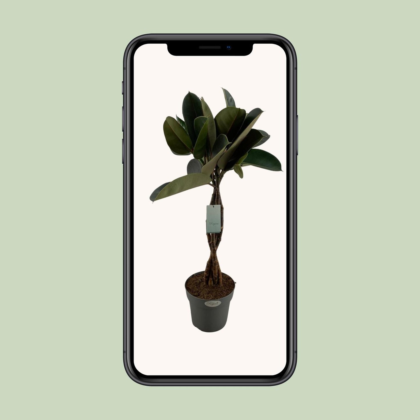 Ficus Elastica Burgundy – Elegante Zimmerpflanze Ø24cm, 100cm hoch