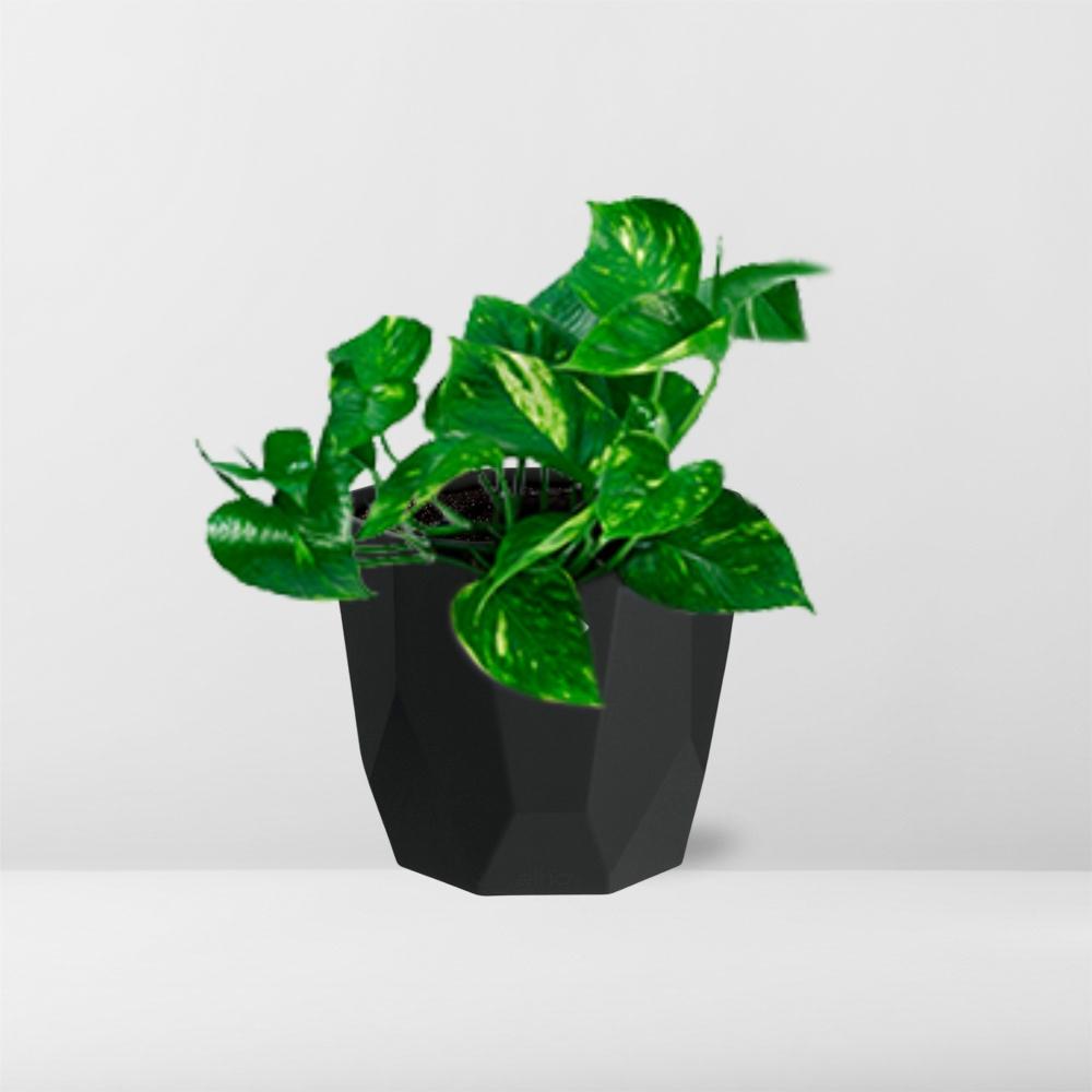 Epipremnum Pinnatum ‘Aureum’ – Pflegeleichte Geldpflanze im schwarzen Design-Topf