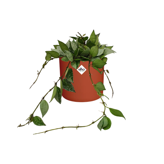 Hoya Krohniana Eskimo – Pflegeleichte Wachsblume im ELHO b.for soft Rond 14cm Brique