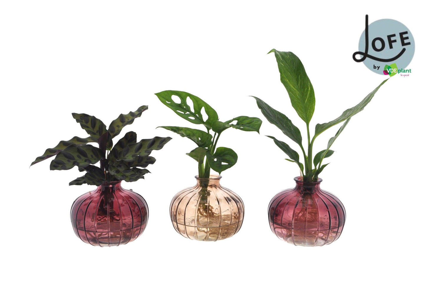 Intenz Mix Nela – 3 farbenfrohe Pflanzen im Glas Ø7cm