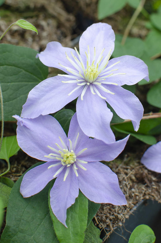 3x Clematis Justa Kletterpflanze Ø15cm, ca. 65cm hoch