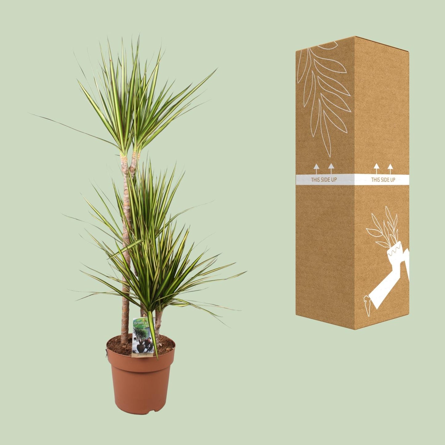 Dracaena Marginata Sunray – Pflegeleichter Drachenbaum Ø21cm