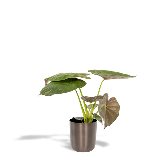 Alocasia Wentii – Stilvolles Elefantenohr Ø19cm, 65cm hoch
