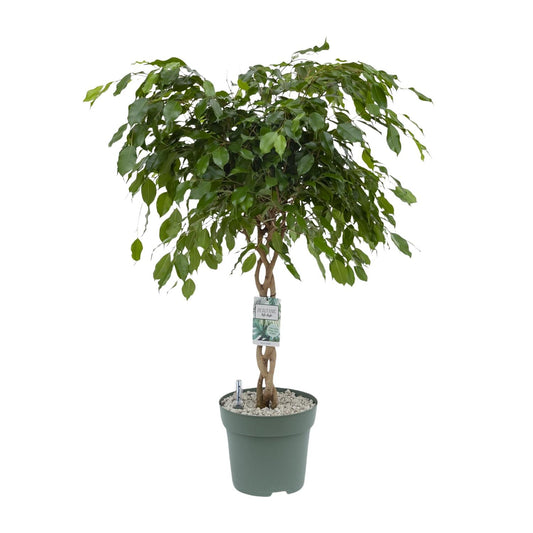 Ficus Adora / Exotica – Pflegeleichter Luftreiniger Ø27cm, 120cm