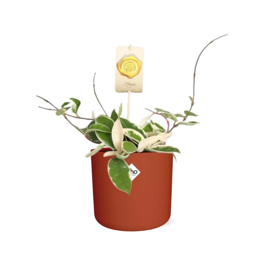 Hoya Carn.’Krimson Queen’ – Pflegeleichte Wachsblume 14cm