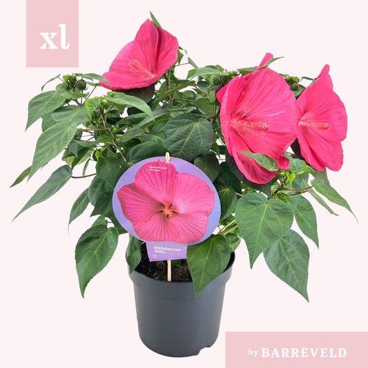 Hibiscus XXL Magenta – Große Blüten & Tropisches Flair