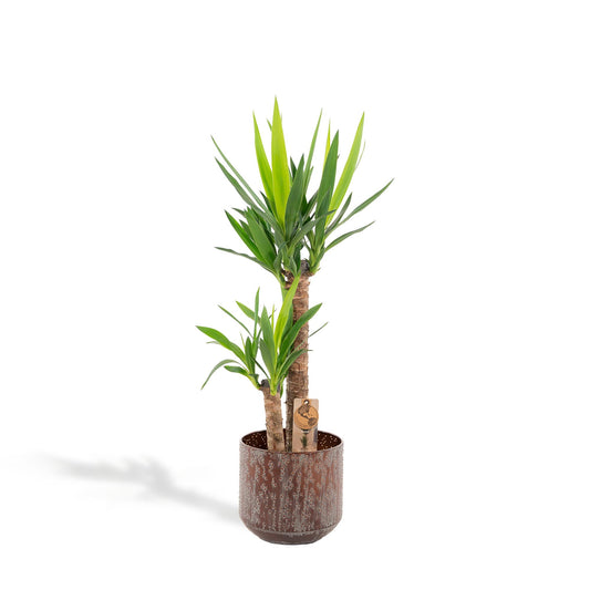 Yucca Palmlilie mit Topf – 100 cm – Ø 21 cm