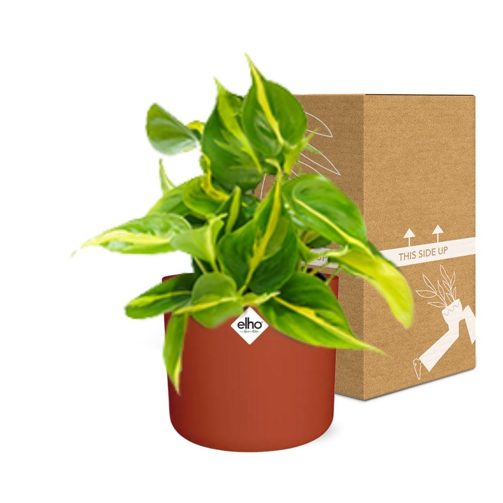 Philodendron Scandens ‘Brasil’ im ELHO b.for soft rond 14cm brique