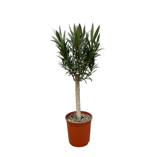 Nerium Oleander Stamm mit rosa Blüte – 110 cm – Ø 22 cm