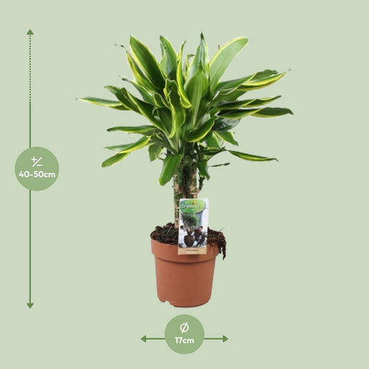 Dracaena Golden Coast – Pflegeleichter Drachenbaum Ø17cm