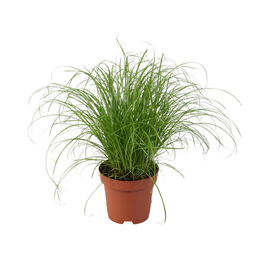 Cyperus alternifolius Zumula – elegantes Schirmgras Ø12cm