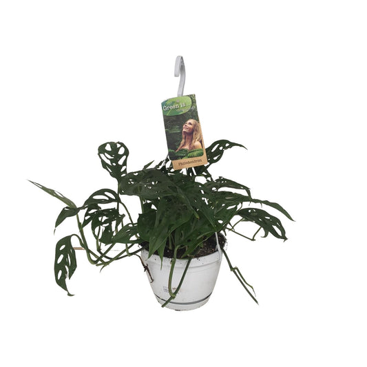 Monstera Obliqua Ø17cm – Pflegeleichte Fensterblatt-Pflanze