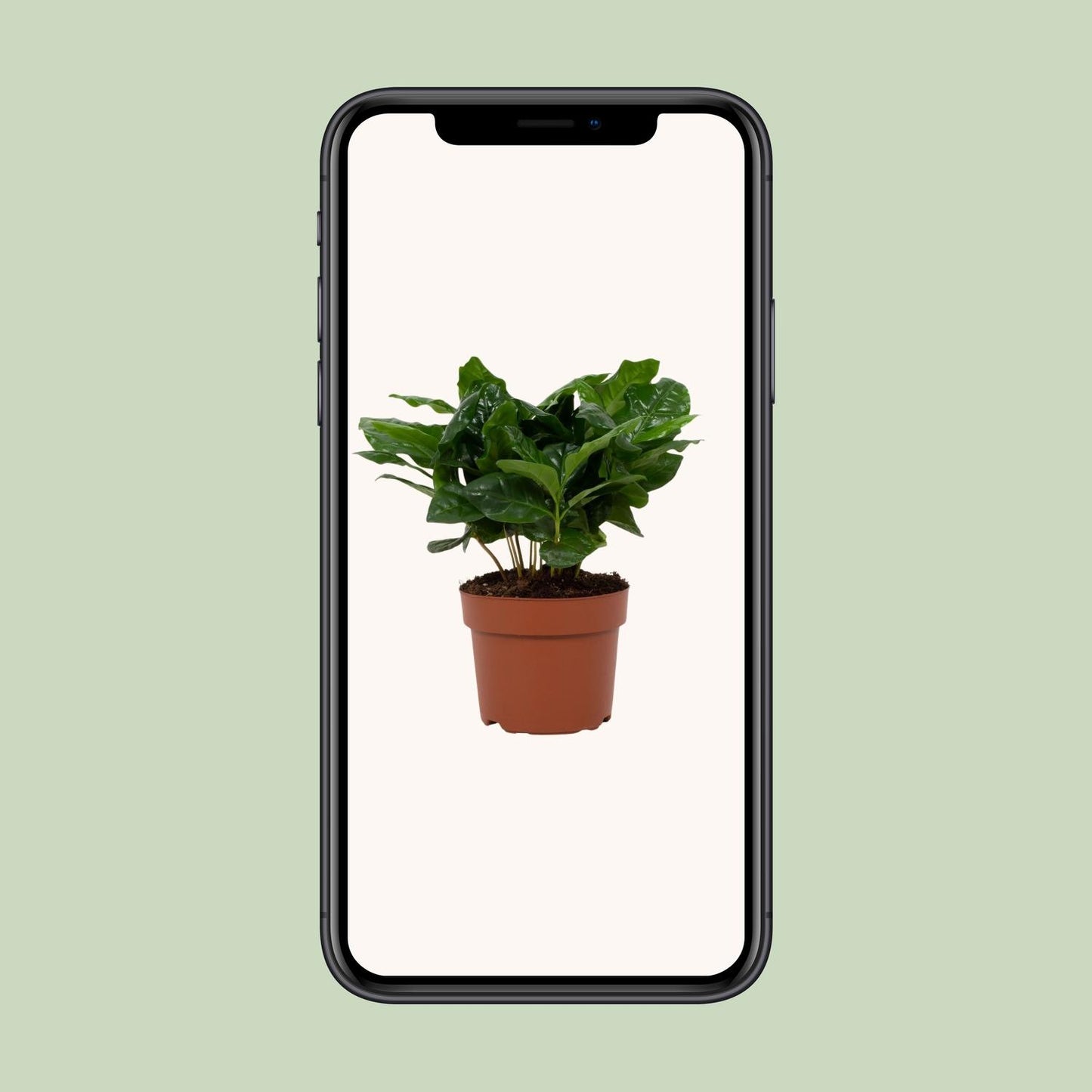 Coffea Arabica – Pflegeleichte Kaffeepflanze im 12 cm Topf