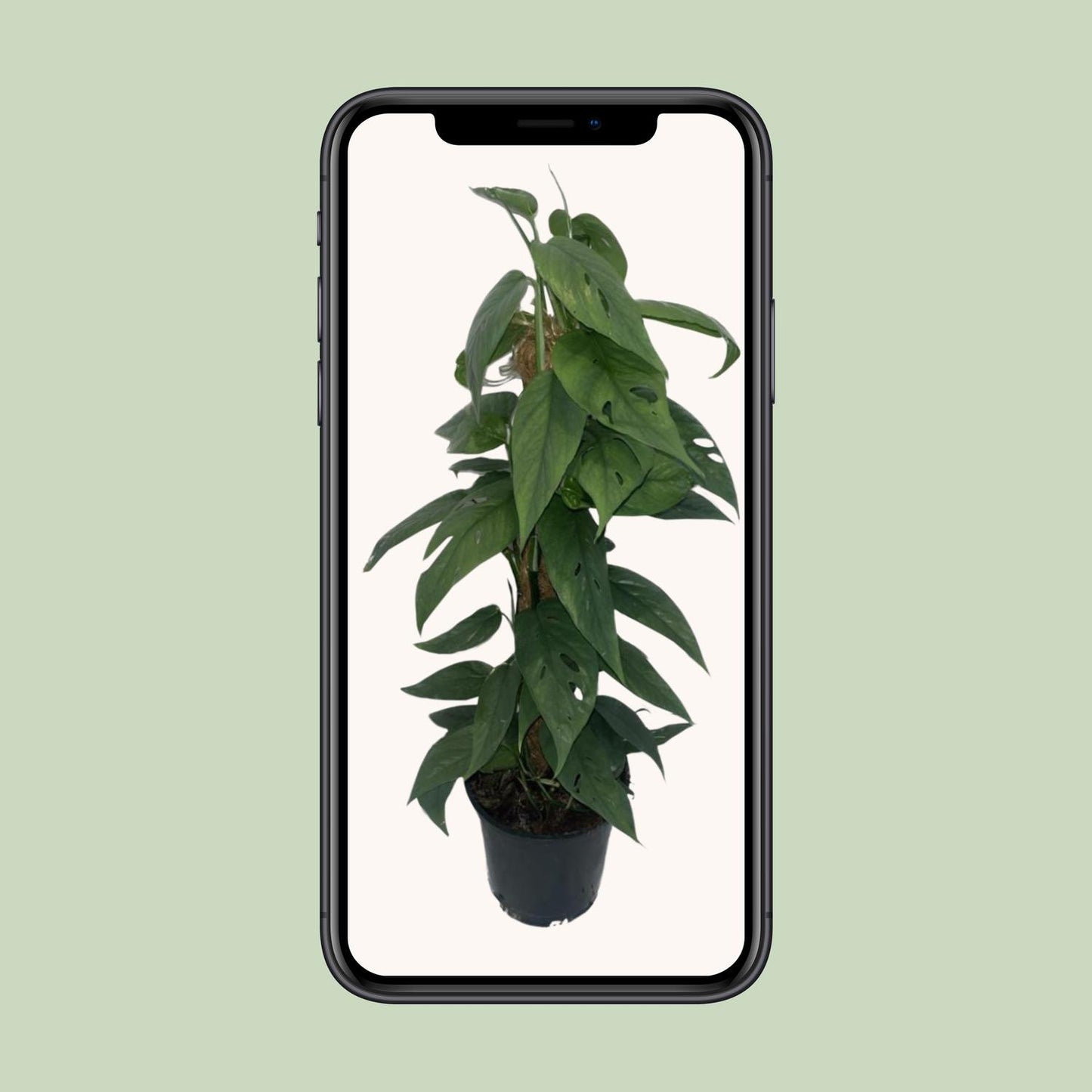 Epipremnum ‚Cebu Blue‘ Moosstock – Ø15cm, ca. 60cm hoch
