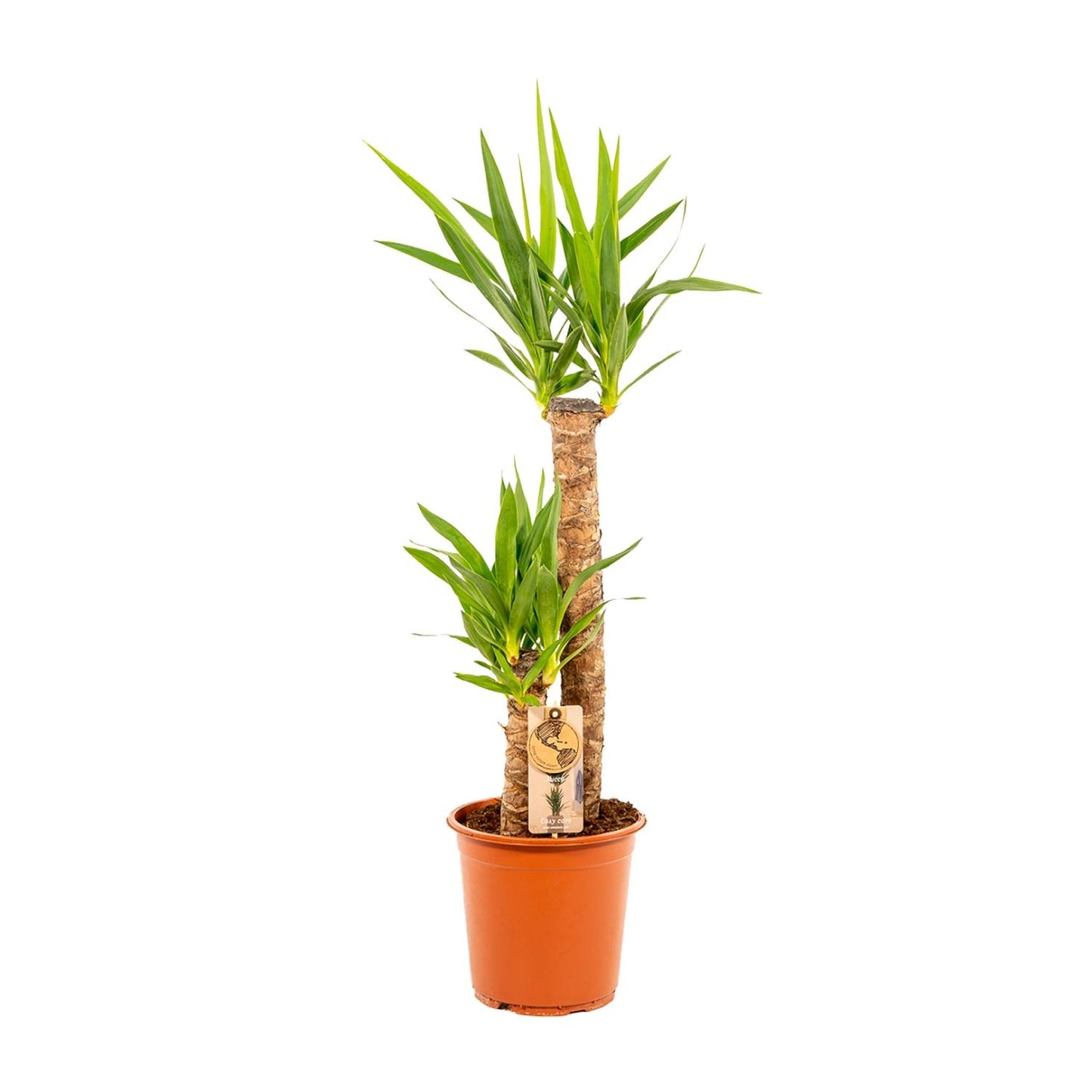 Yucca - Ø21cm Topf - ca. 100cm Höhe