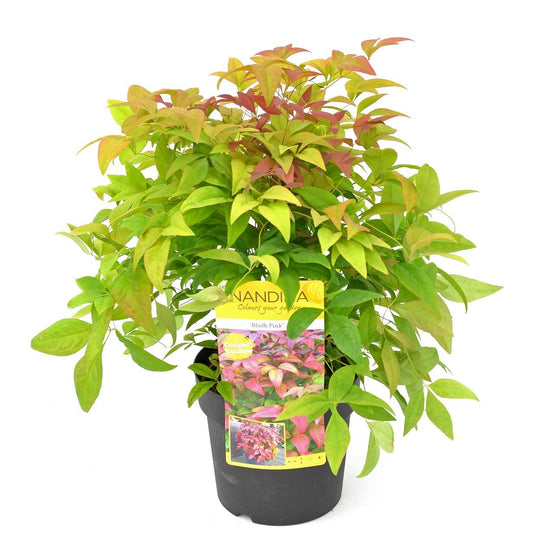 Nandina domestica 'Blush Pink' – Stilvolle, pflegeleichte Zierpflanze Ø19cm